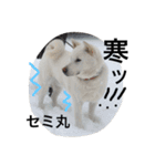 紀州犬 セミ丸（個別スタンプ：2）
