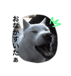 紀州犬 セミ丸（個別スタンプ：11）