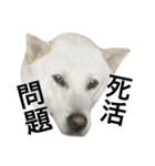 紀州犬 セミ丸（個別スタンプ：24）