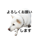 紀州犬 セミ丸（個別スタンプ：29）