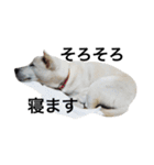 紀州犬 セミ丸（個別スタンプ：33）