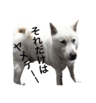 紀州犬 セミ丸（個別スタンプ：39）
