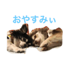 チワワの会話（個別スタンプ：12）
