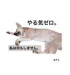 yukichi.3.30（個別スタンプ：2）
