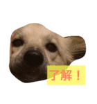 yukichi.3.30（個別スタンプ：14）