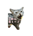 DTEM（個別スタンプ：5）