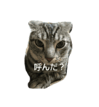DTEM（個別スタンプ：7）
