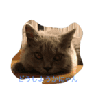 フィガロくん（個別スタンプ：1）