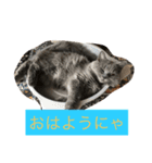 フィガロくん（個別スタンプ：2）
