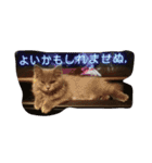 フィガロくん（個別スタンプ：3）