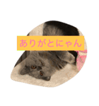 フィガロくん（個別スタンプ：8）