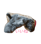フィガロくん（個別スタンプ：13）