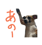 ジャックラッセルテリアのどんぐり（個別スタンプ：2）