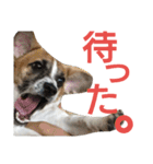ジャックラッセルテリアのどんぐり（個別スタンプ：3）