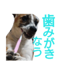 ジャックラッセルテリアのどんぐり（個別スタンプ：6）