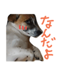 ジャックラッセルテリアのどんぐり（個別スタンプ：13）