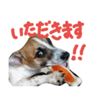 ジャックラッセルテリアのどんぐり（個別スタンプ：15）
