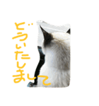 チョロ（個別スタンプ：2）