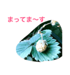 チョロ（個別スタンプ：4）