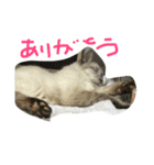チョロ（個別スタンプ：5）