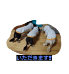 ミニチュアダックス大好き（個別スタンプ：1）