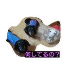 ミニチュアダックス大好き（個別スタンプ：2）