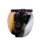 ミニチュアダックス大好き（個別スタンプ：3）