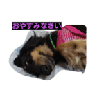 ミニチュアダックス大好き（個別スタンプ：4）