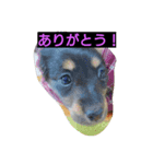 ミニチュアダックス大好き（個別スタンプ：7）