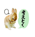 RAUL rabbit（個別スタンプ：8）