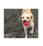 wanwandogs（個別スタンプ：1）