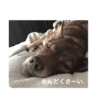wanwandogs（個別スタンプ：2）