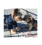 wanwandogs（個別スタンプ：5）