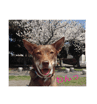 wanwandogs（個別スタンプ：6）