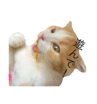 ちゅけとはる（個別スタンプ：1）