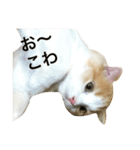 ちゅけとはる（個別スタンプ：13）
