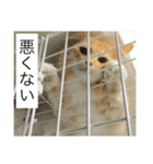 ちゅけとはる（個別スタンプ：21）