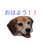 beagle's daily（個別スタンプ：1）