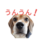 beagle's daily（個別スタンプ：2）