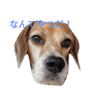beagle's daily（個別スタンプ：3）