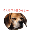 beagle's daily（個別スタンプ：4）