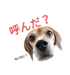 beagle's daily（個別スタンプ：5）