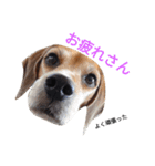 beagle's daily（個別スタンプ：6）