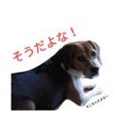 beagle's daily（個別スタンプ：7）