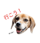 beagle's daily（個別スタンプ：9）