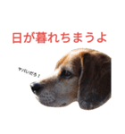 beagle's daily（個別スタンプ：10）
