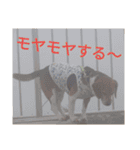 beagle's daily（個別スタンプ：11）
