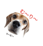 beagle's daily（個別スタンプ：12）