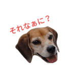 beagle's daily（個別スタンプ：13）