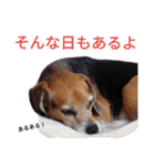 beagle's daily（個別スタンプ：14）